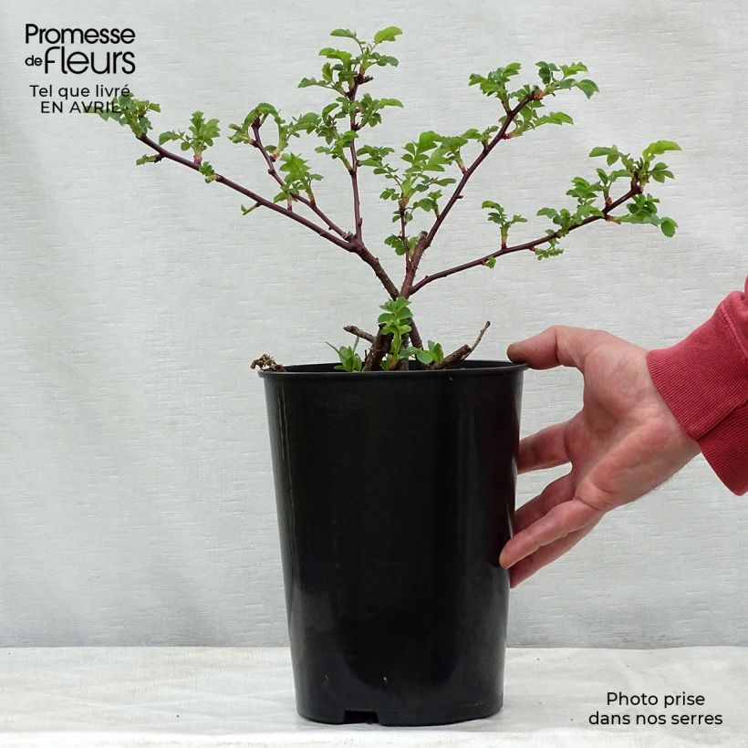 Spécimen de Rosier ancien Marguerite Hilling en pot de 4L tel que livré au printemps