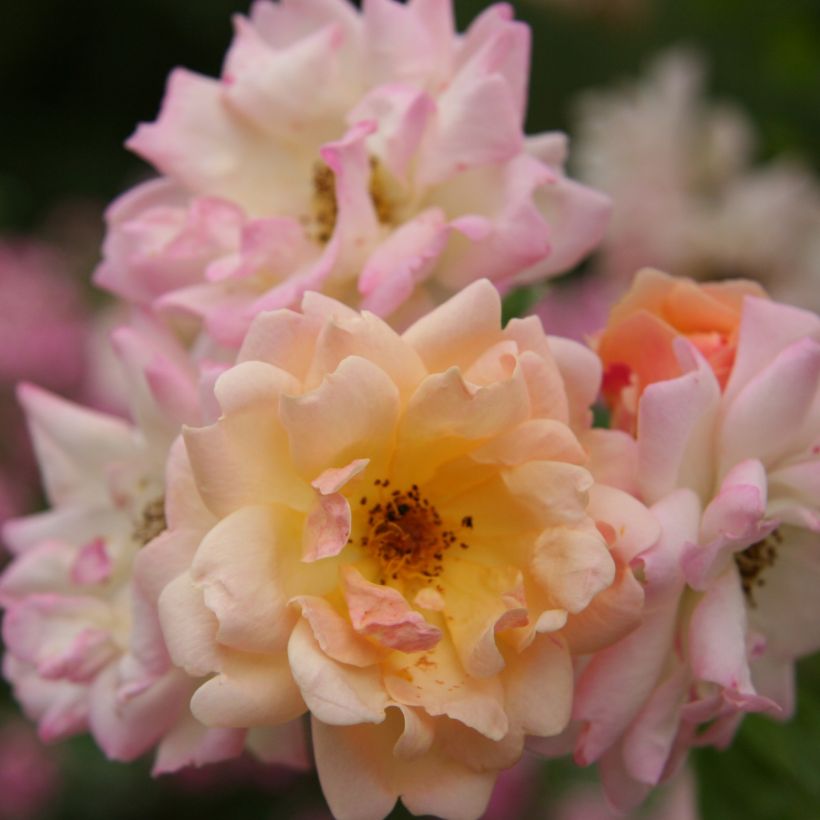 Rosier ancien Phyllis Bide (Floraison)