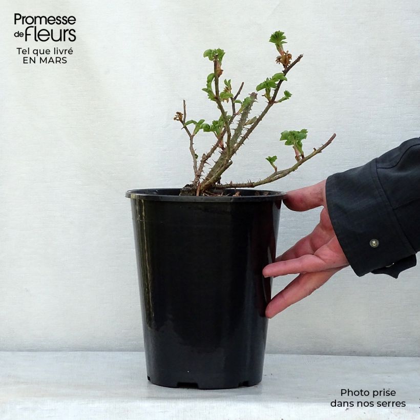 Spécimen de Rosier ancien Pink Grootendorst en pot de 4L tel que livré au printemps