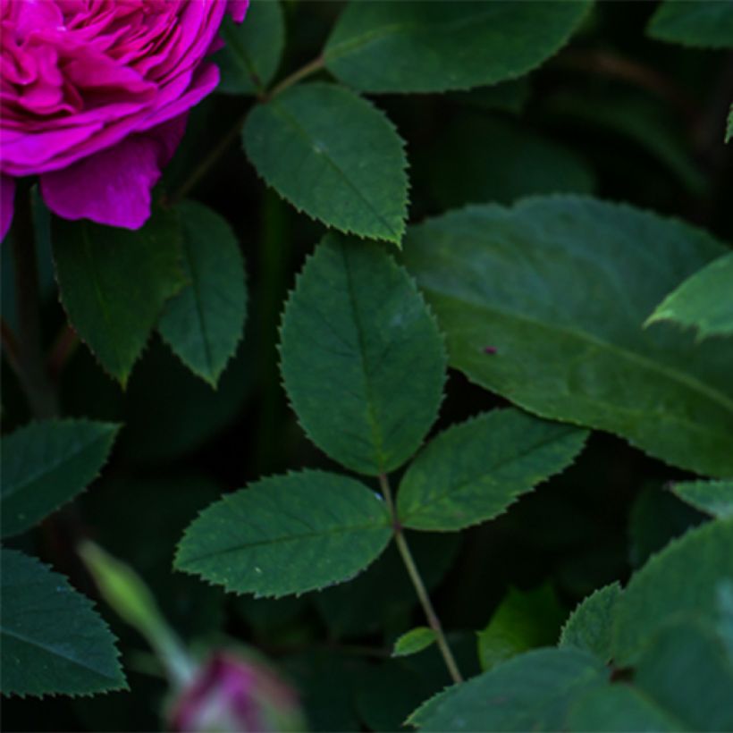 Rosier ancien Reine des Violettes (Feuillage)