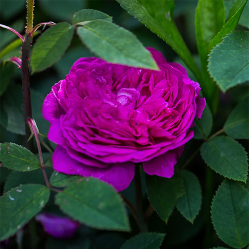 Rosier ancien Reine des Violettes (Floraison)