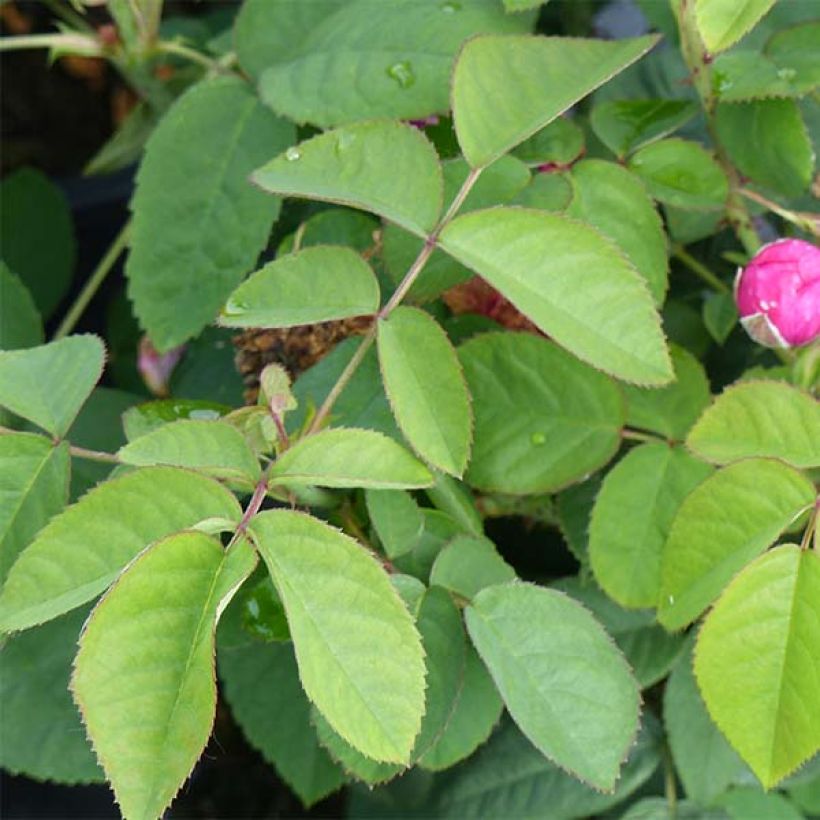 Rosier ancien Rose de Rescht (Feuillage)