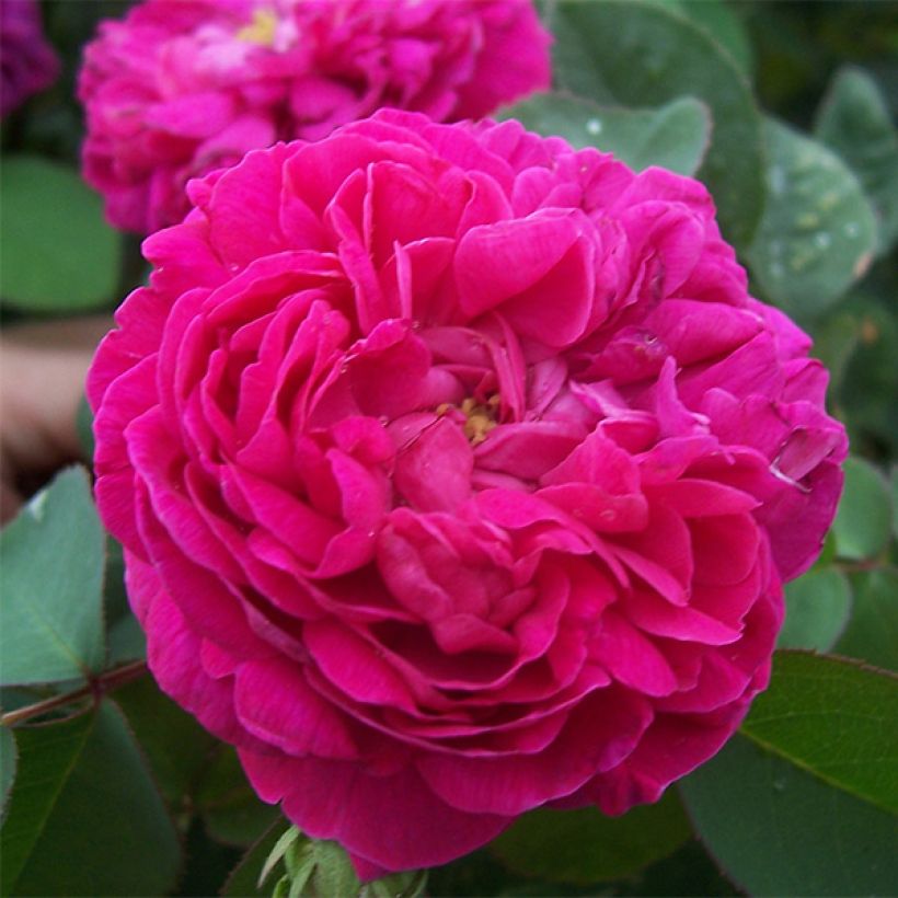 Rosier ancien Rose de Rescht (Floraison)