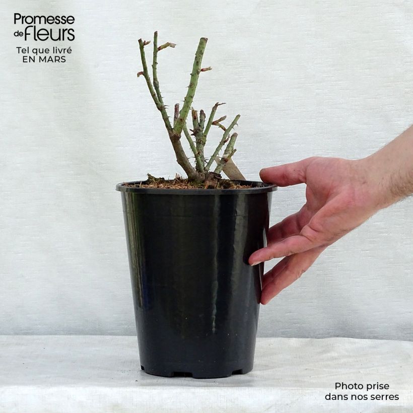 Spécimen de Rosier ancien Rose de Rescht en pot de 4L tel que livré au printemps