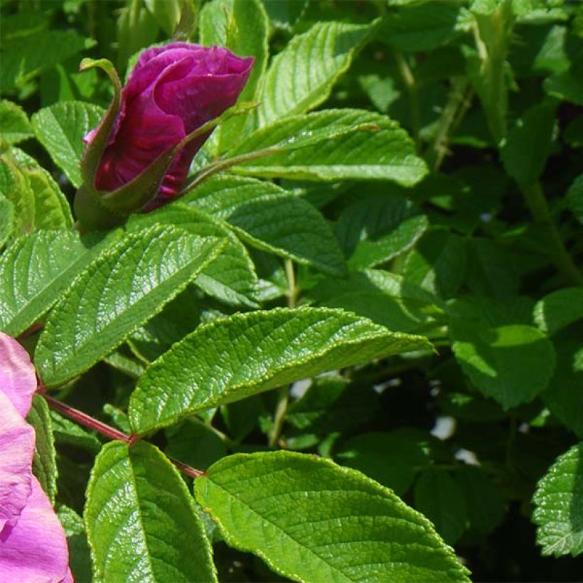 Rosier rugosa Roseraie de l'Haÿ (Feuillage)