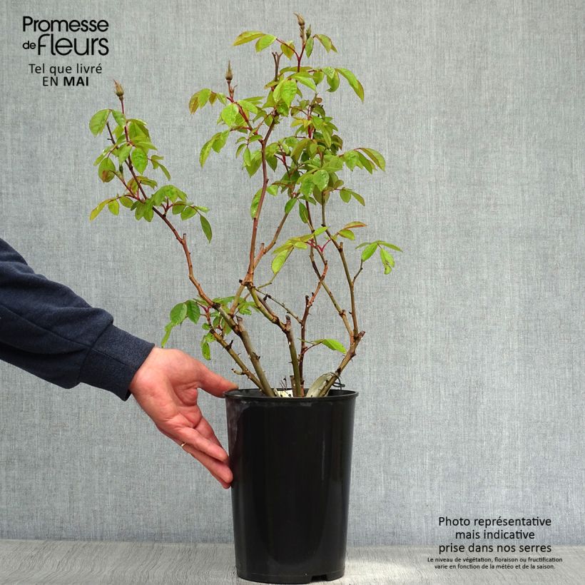 Spécimen de Rosier ancien Sally Holmes en pot de 3L/4L tel que livré au printemps