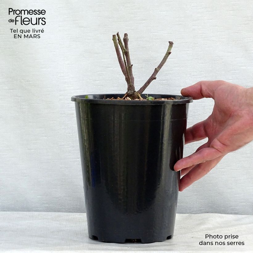 Spécimen de Rosier ancien Tuscany Superb en pot de 4L tel que livré au printemps