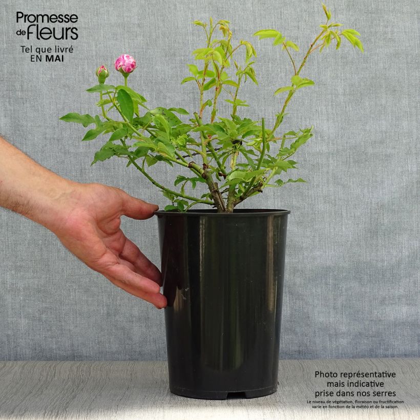Spécimen de Rosier ancien Variegata di Bologna en pot de 4L tel que livré au printemps