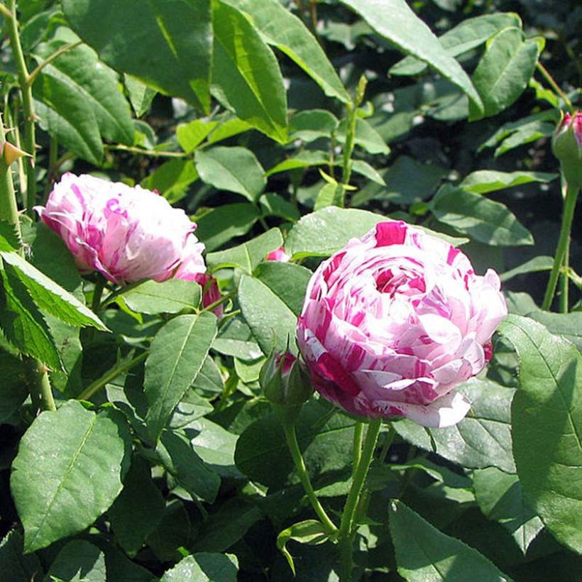 Rosier ancien Variegata di Bologna (Feuillage)