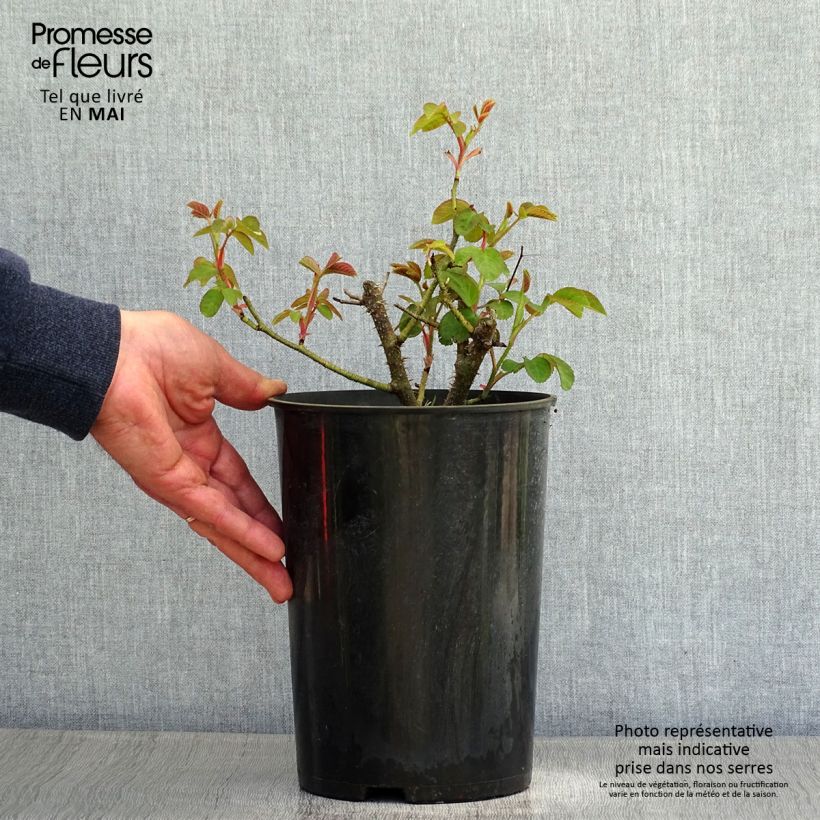 Spécimen de Rosier ancien William Lobb en pot de 4L/5L tel que livré au printemps