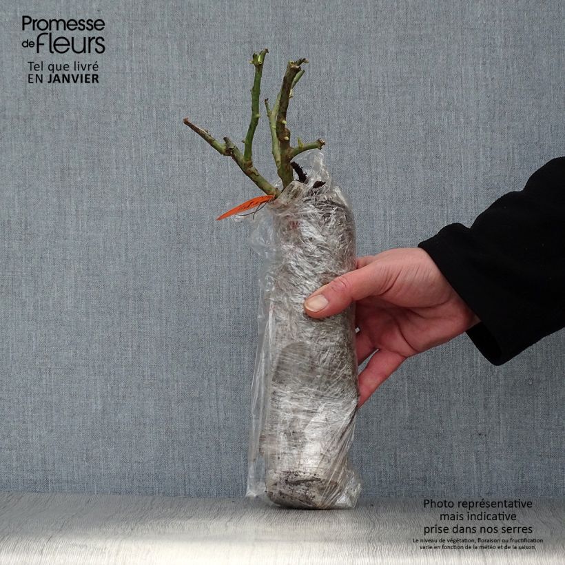 Spécimen de Rosier ancien de Damas Ispahan (Pompon des Princes) - Motte tel que livré en hiver