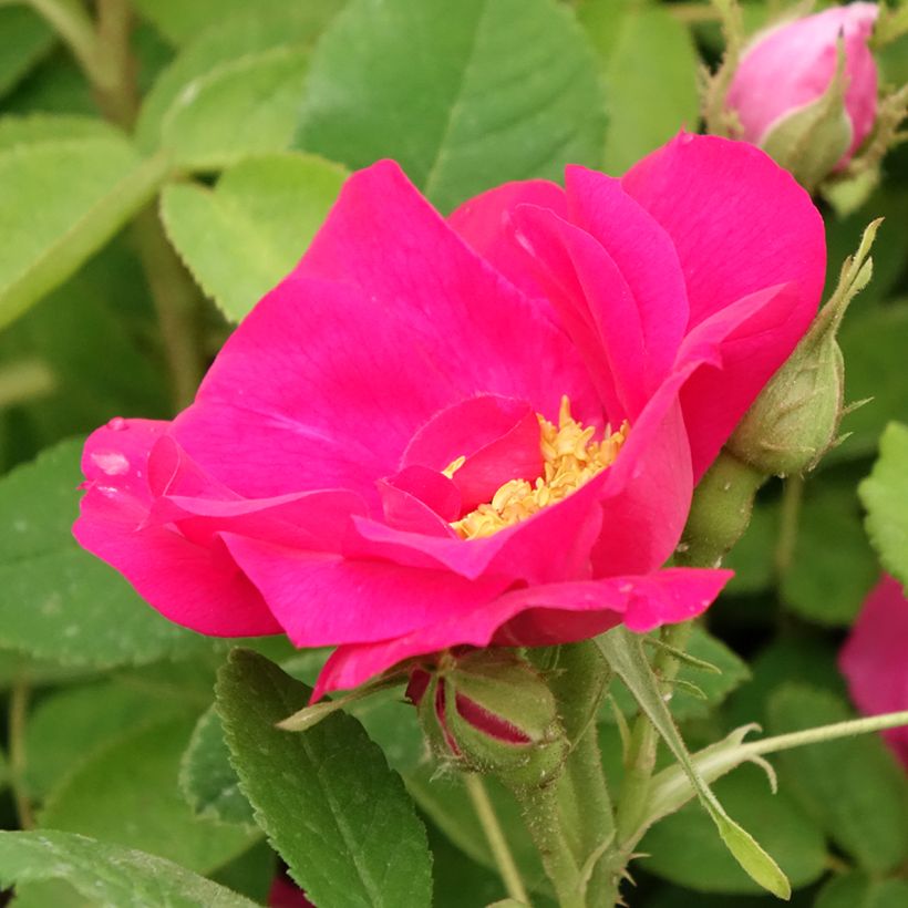 Rosier ancien gallica Officinalis (Floraison)