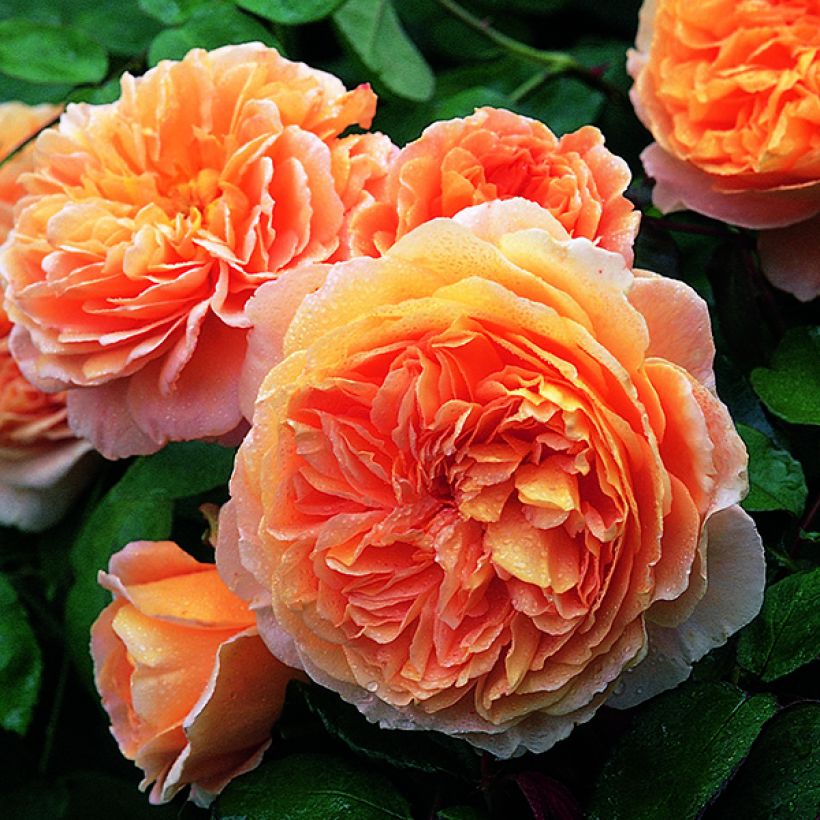 Rosier David Austin Crown Princess Margareta (Floraison)