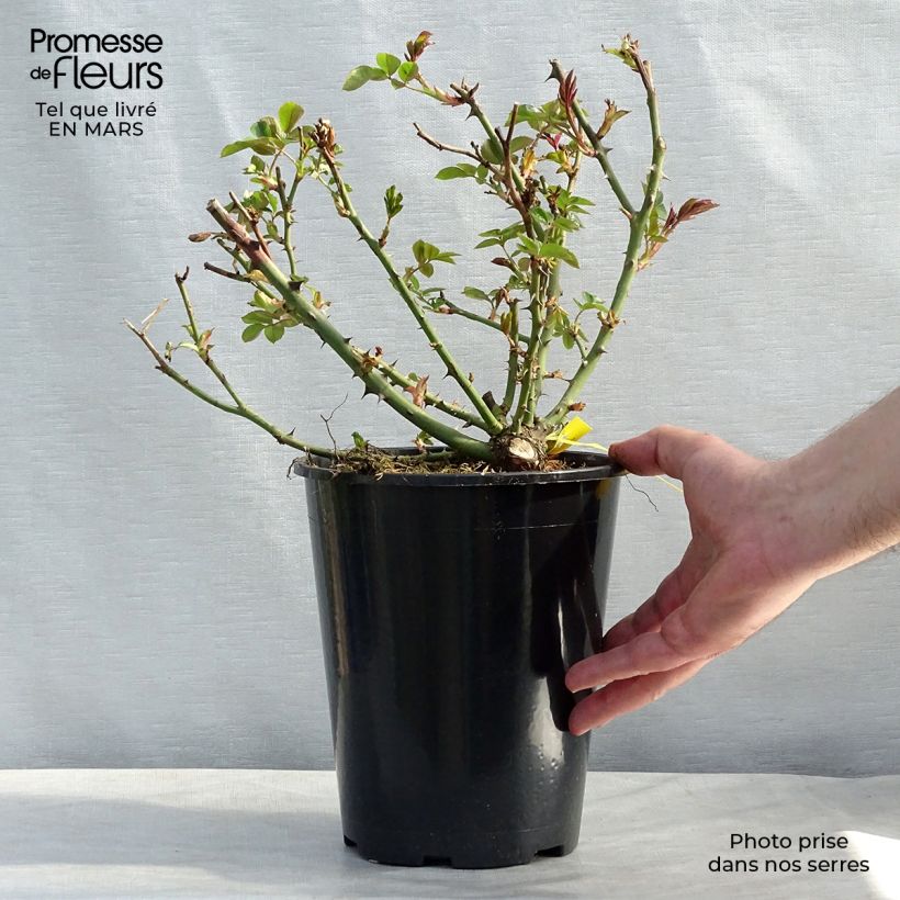 Spécimen de Rosier anglais English Legend Covent Garden en pot de 4L/5L tel que livré au printemps