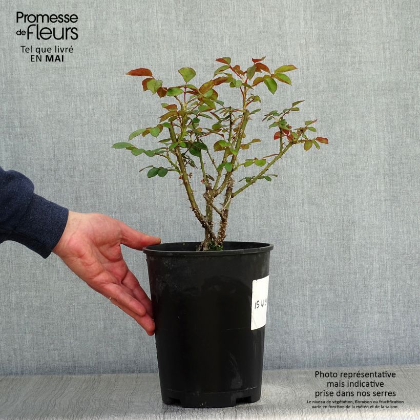 Spécimen de Rosier anglais English  Docteur Watson  Pot de 4L/5L tel que livré au printemps