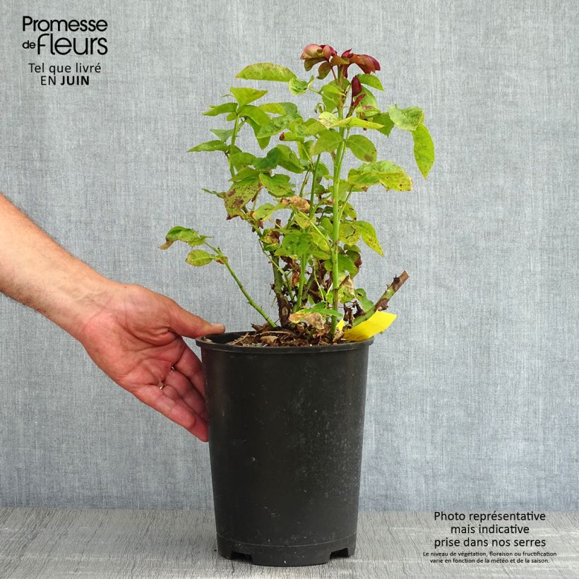 Spécimen de Rosier anglais English Legend Hamlet - Pot de 4L/5L tel que livré au printemps