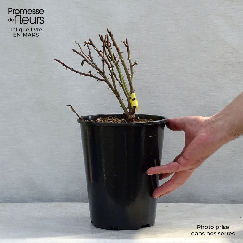 Spécimen de Rosier anglais English Legend King Arthur en pot de 4L/5L tel que livré au printemps