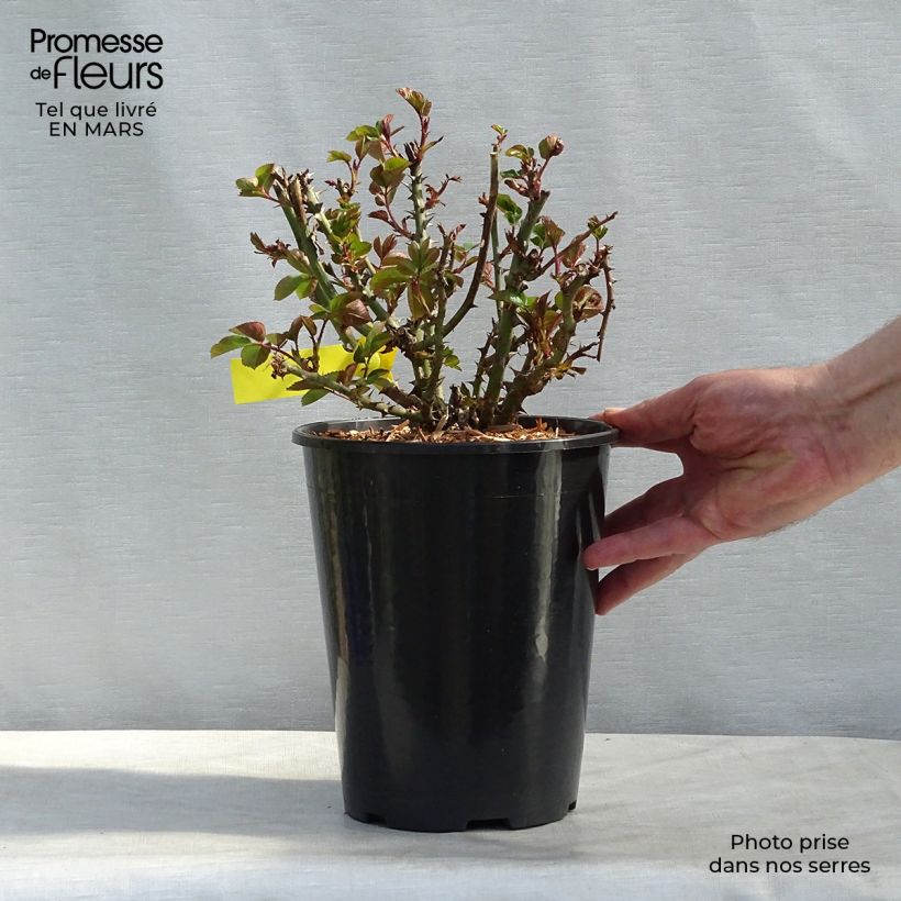 Spécimen de Rosier anglais English Legend Oxford en pot de 4L/5L tel que livré au printemps