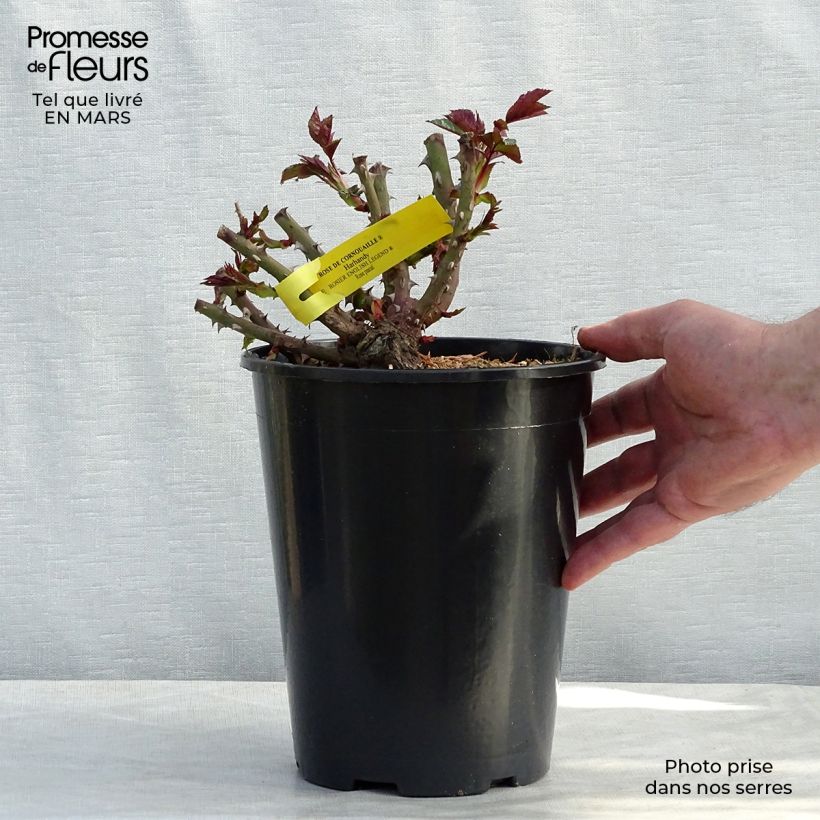 Spécimen de Rosier anglais English Legend Rose de Cornouaille en pot de 4L/5L tel que livré au printemps