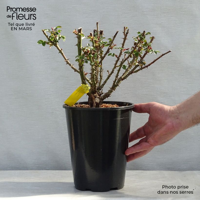 Spécimen de Rosier anglais English Legend Sherlock Holmes Pot de 4L/5L tel que livré en hiver