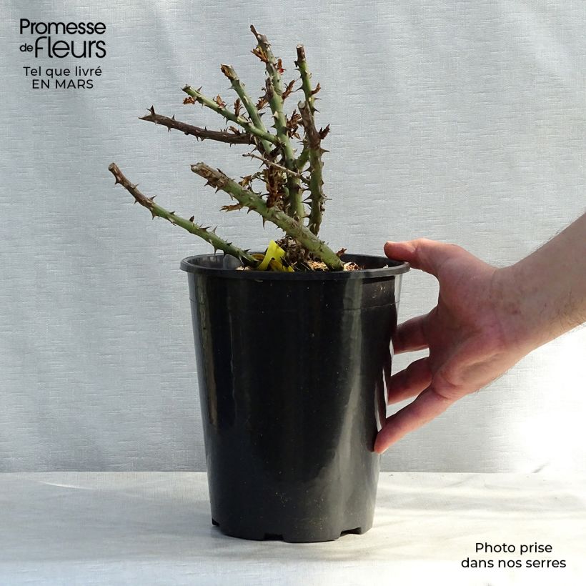 Spécimen de Rosier anglais English Legend Sherwood en pot de 4L/5L tel que livré au printemps