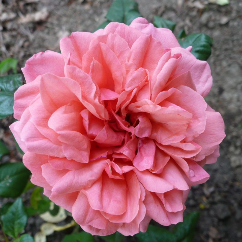 Rosier anglais English Legend Sir Lancelot (Floraison)