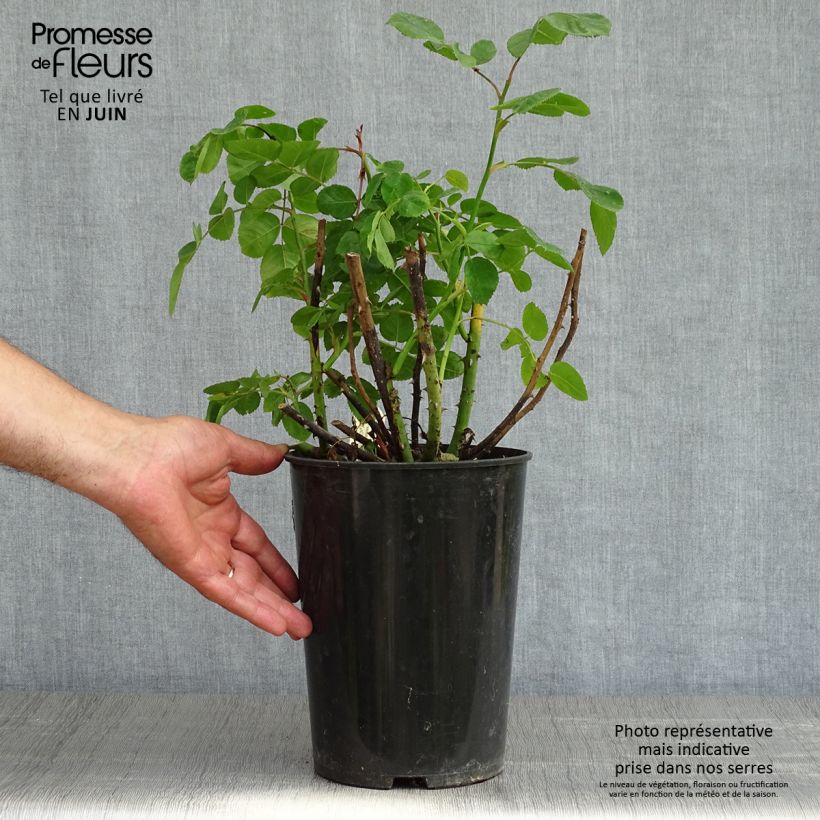 Spécimen de Rosier anglais Eustacia Vye (syn. Sts Francis and Claire) - pot de 4L/5L tel que livré au printemps