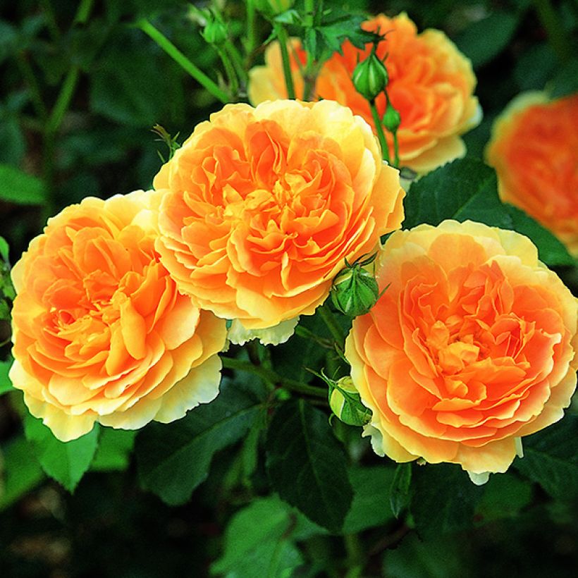 Rosier David Austin Molineux (Floraison)