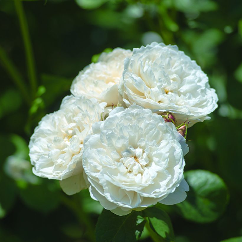 Rosier David Austin William and Catherine (Floraison)