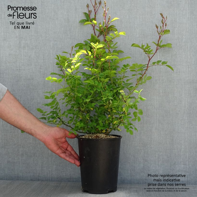 Spécimen de Rosier arbustif Annelies - en pot 4L/5L. tel que livré au printemps