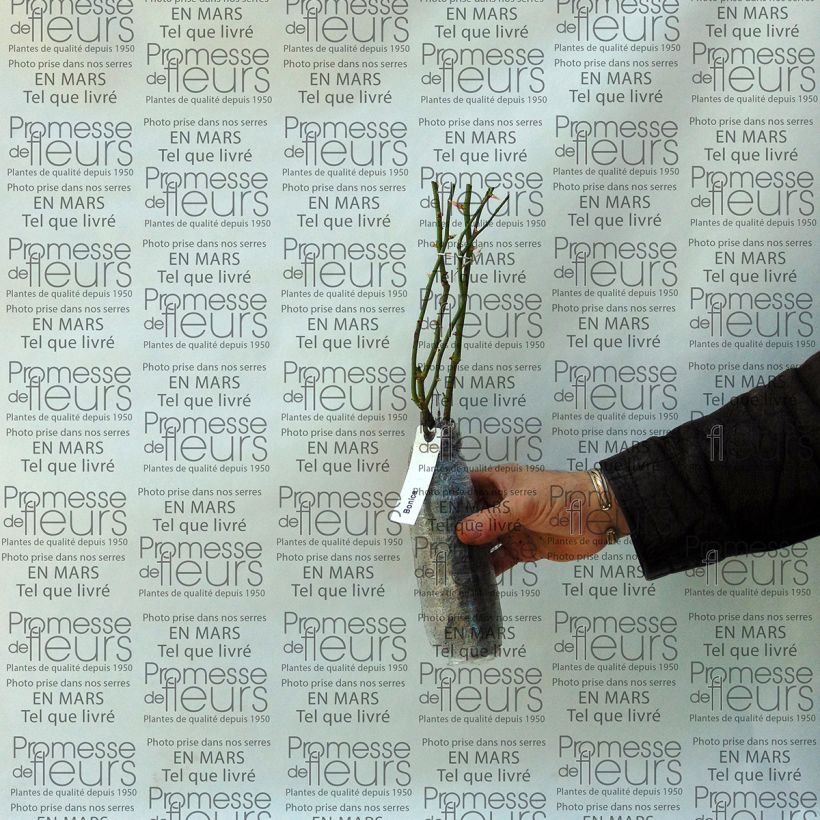 Spécimen de Rosier arbustif Bonica tel que livré en printemps
