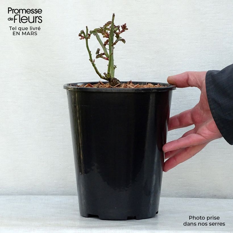 Spécimen de Rosier arbustif Bonica en pot de 3L/4L tel que livré au printemps