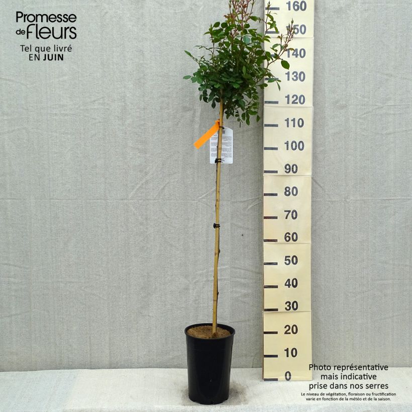 Spécimen de Rosier arbustif Bonica en pot de 4/5L tel que livré au printemps