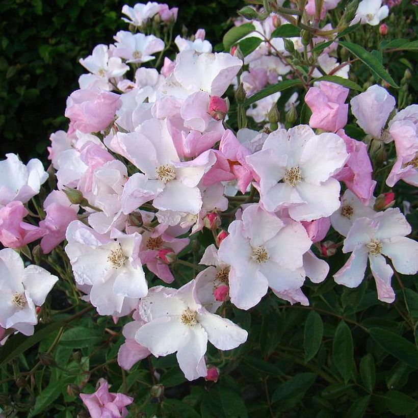 Rosier arbustif Diamant Rose (Floraison)