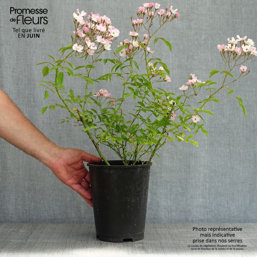 Spécimen de Rosier arbustif Diamant Rose - en pot 4L/5L. tel que livré au printemps