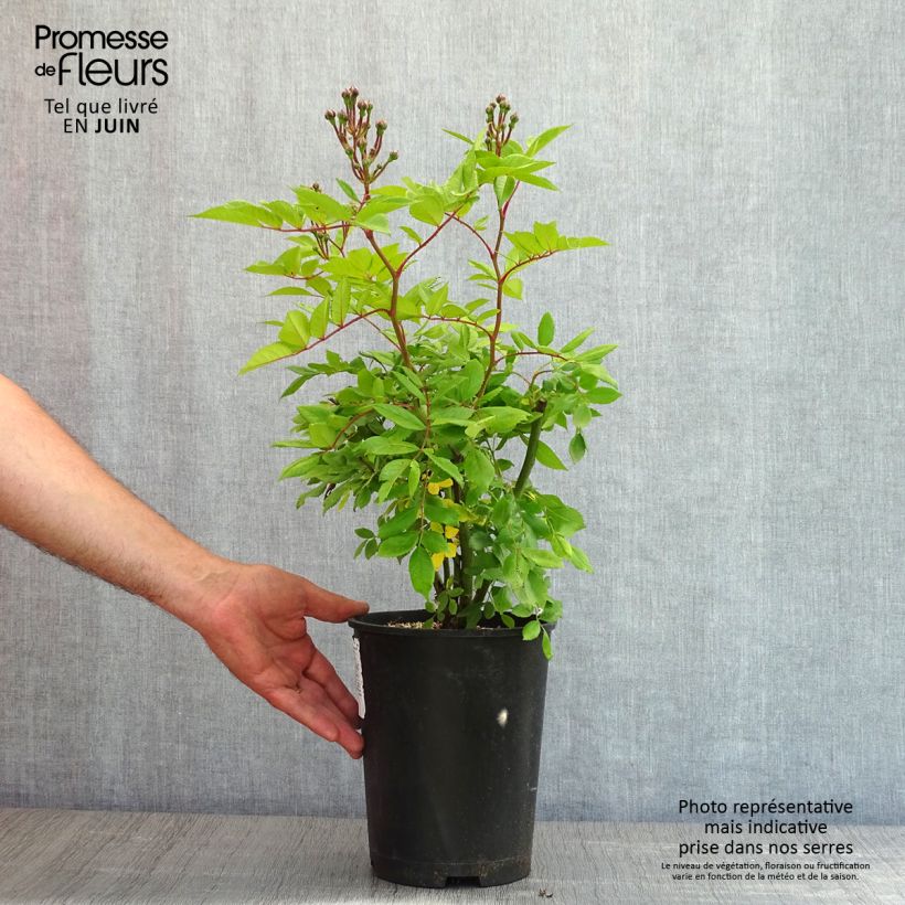 Spécimen de Rosier arbustif Dinky - en pot 4L/5L. tel que livré au printemps