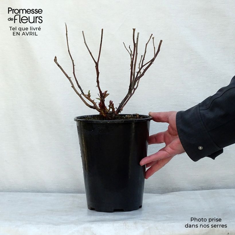 Spécimen de Rosier arbustif Escimo en pot de 3L/4L tel que livré au printemps