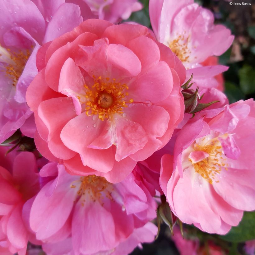Rosier arbustif  Finn's Rose (Floraison)