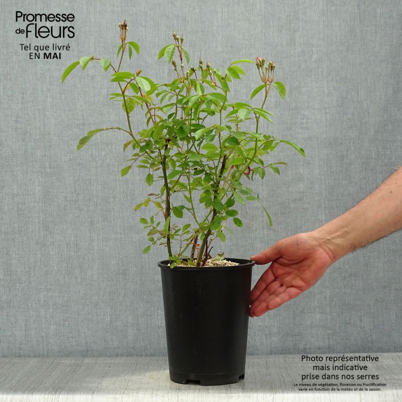 Spécimen de Rosier arbustif Frisson Frais - en pot de 4L/5L. tel que livré au printemps