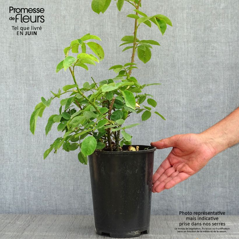 Spécimen de Rosier arbustif Golden Wings en pot de 4L tel que livré au printemps