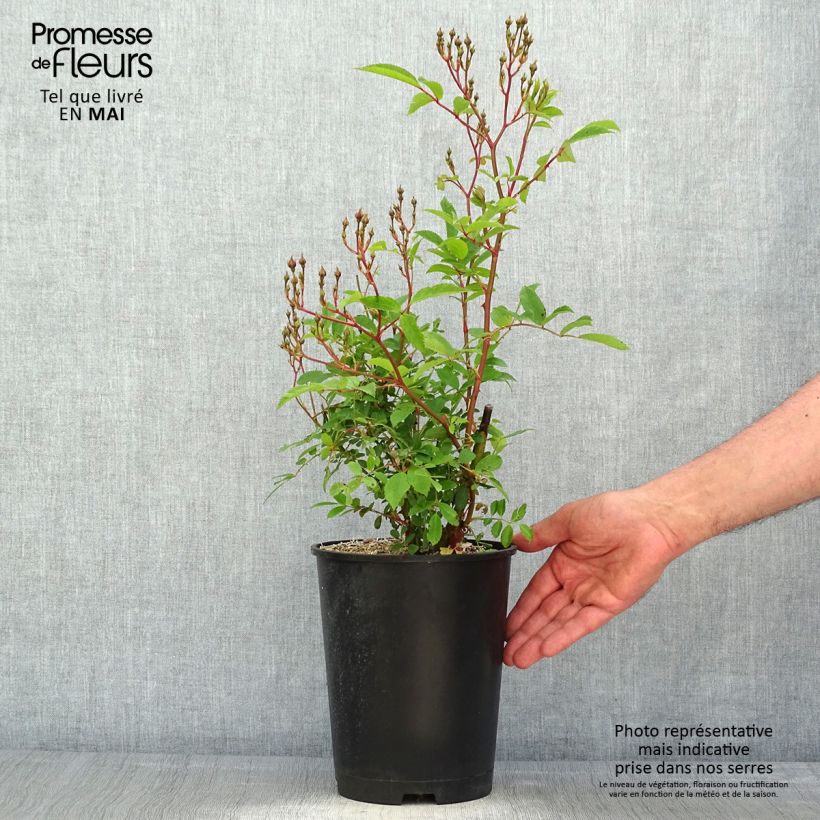 Spécimen de Rosier arbustif Heavenly Pink - en pot 4L/5L. tel que livré au printemps