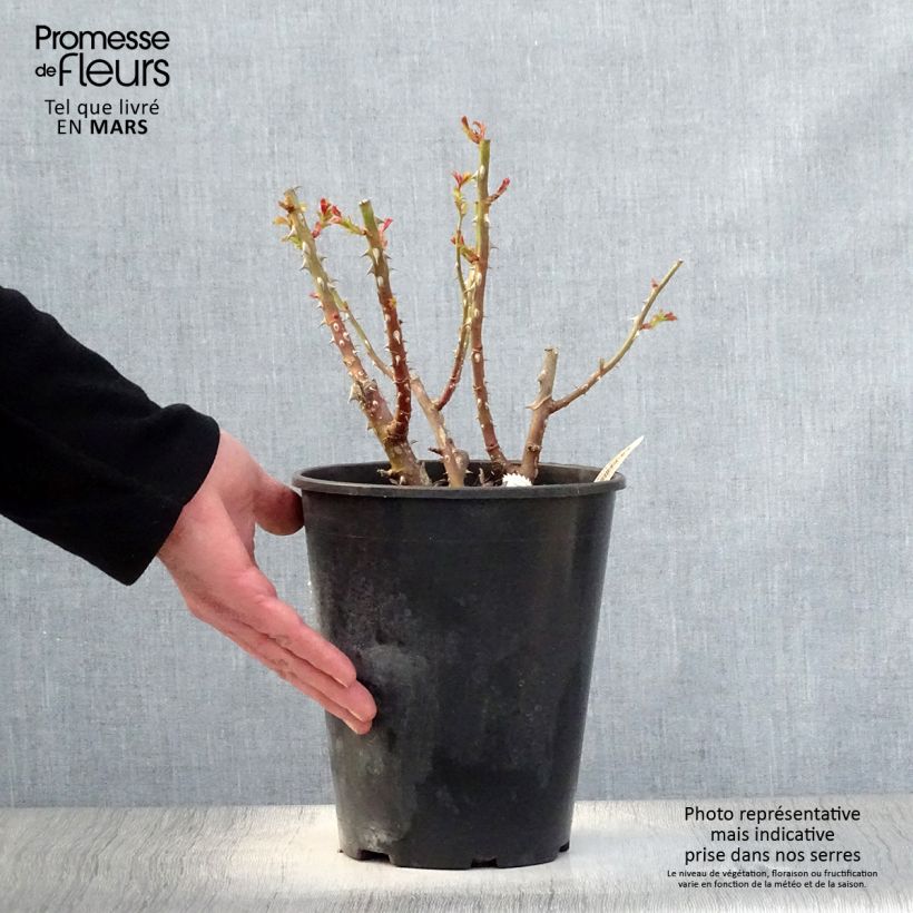 Spécimen de Rosier arbustif La Reine de la Nuit en pot de 3L/4L tel que livré au printemps