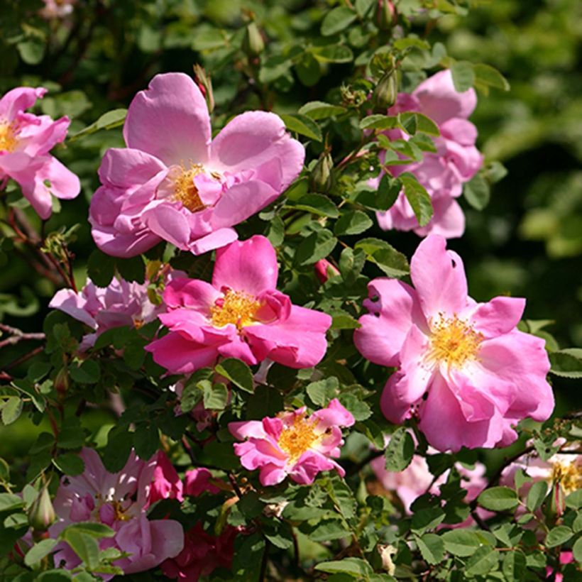 Rosier ancien Marguerite Hilling (Floraison)