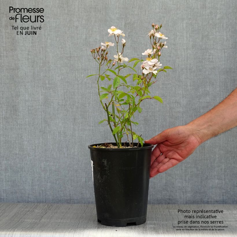 Spécimen de Rosier arbustif Matchball - en pot de 4L/5L. tel que livré au printemps