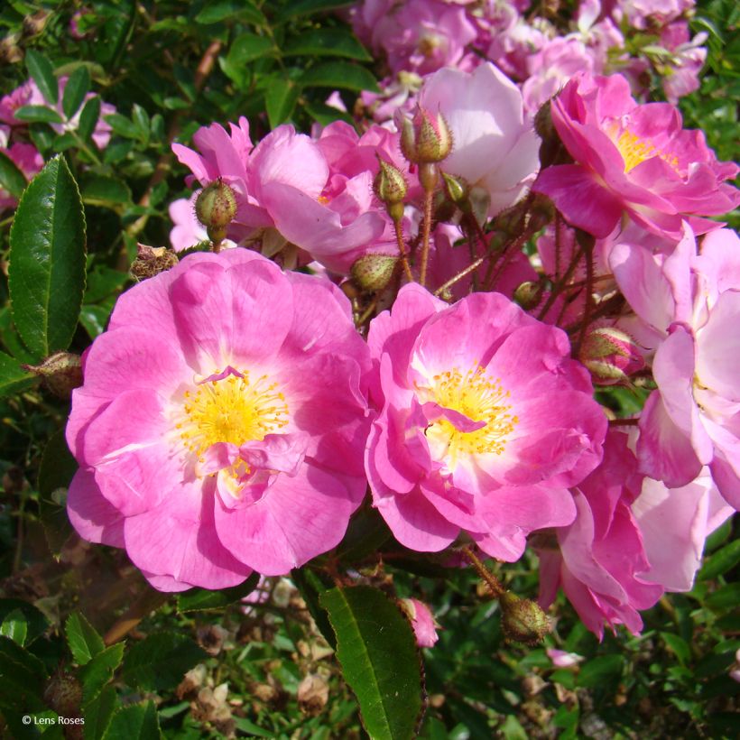 Rosier arbustif Millie Fleur (Floraison)