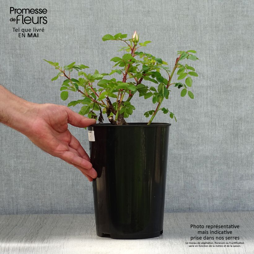 Spécimen de Rosier arbustif Nevada en pot de 4L tel que livré au printemps