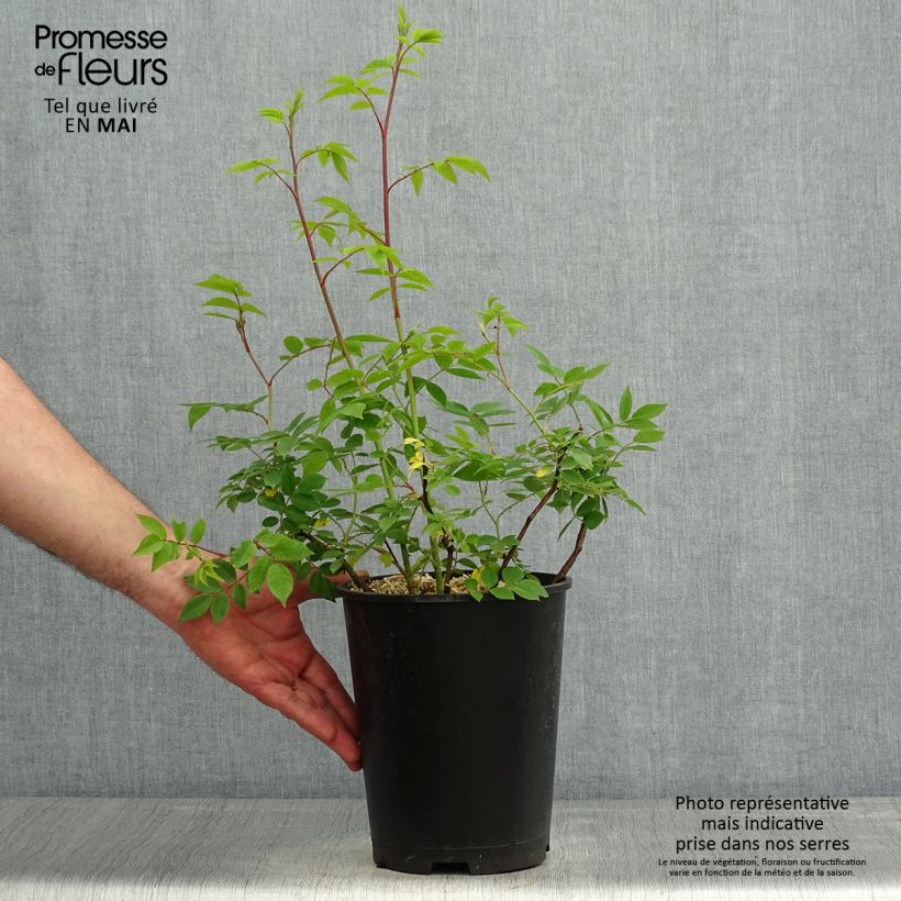 Spécimen de Rosier arbustif Petite de Terre Franche - en pot 4L/5L. tel que livré au printemps