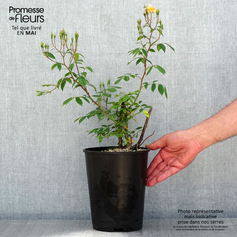 Spécimen de Rosier arbustif Plaisanterie- en pot 4L/5L. tel que livré au printemps