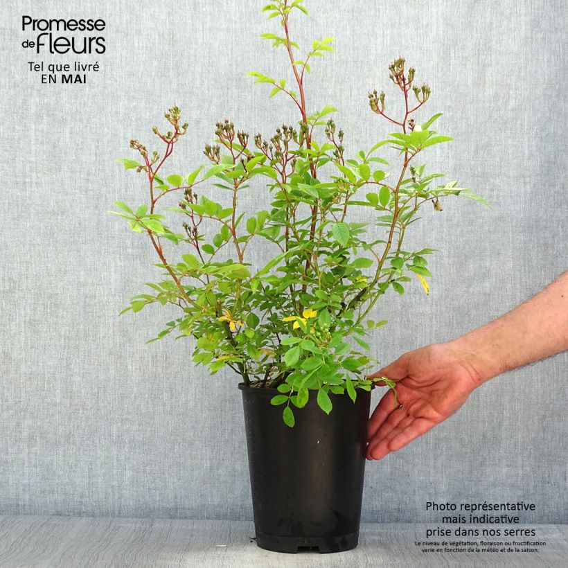 Spécimen de Rosier arbustif Puccini - en pot 4L/5L. tel que livré au printemps