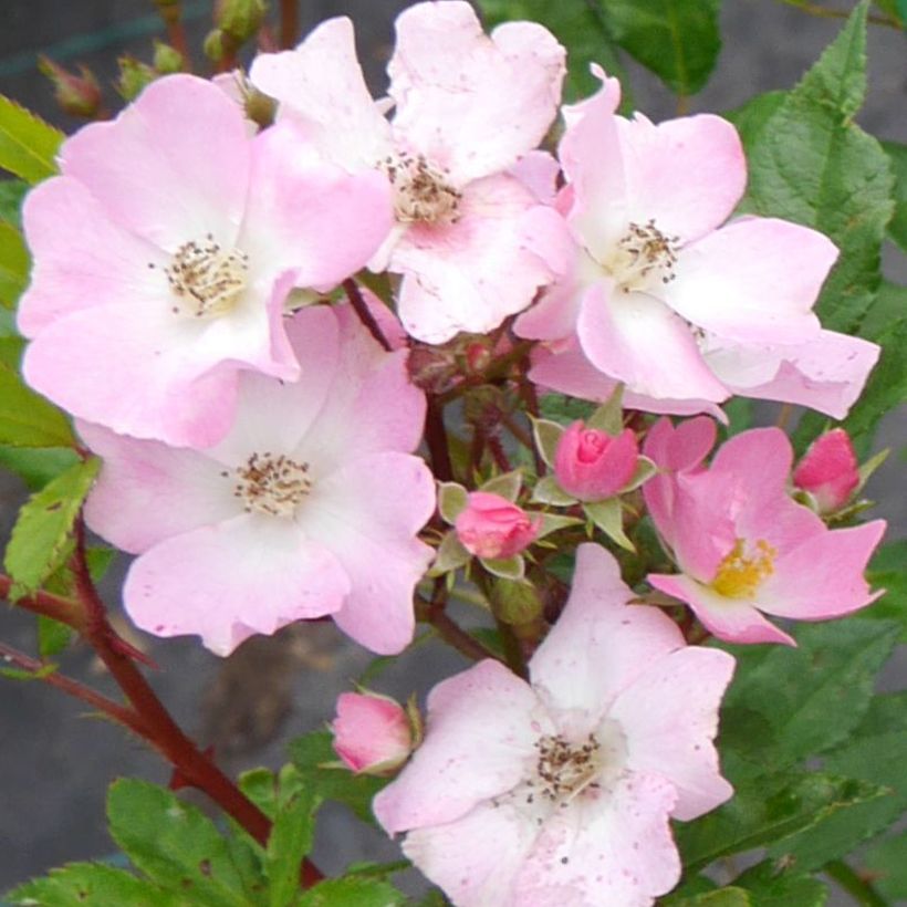 Rosier arbustif Rosy Boom Rose (Abellio Spaniuc) (Floraison)